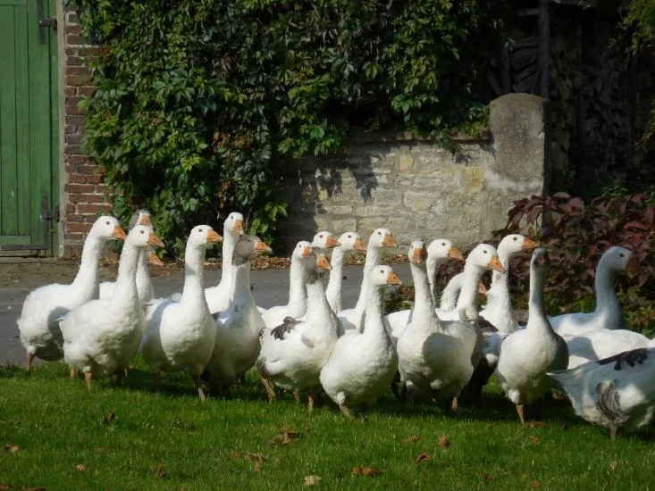 Weiße Gänse an der Bruchsteinmauer des Hofs