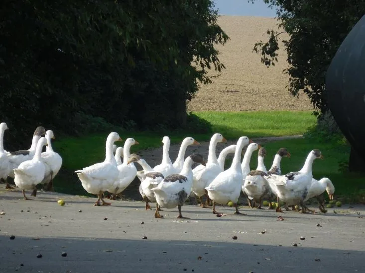 Gänse laufen über den Hofweg