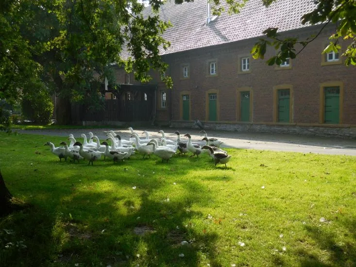 Gänse auf dem Rasen vor der alten Scheune