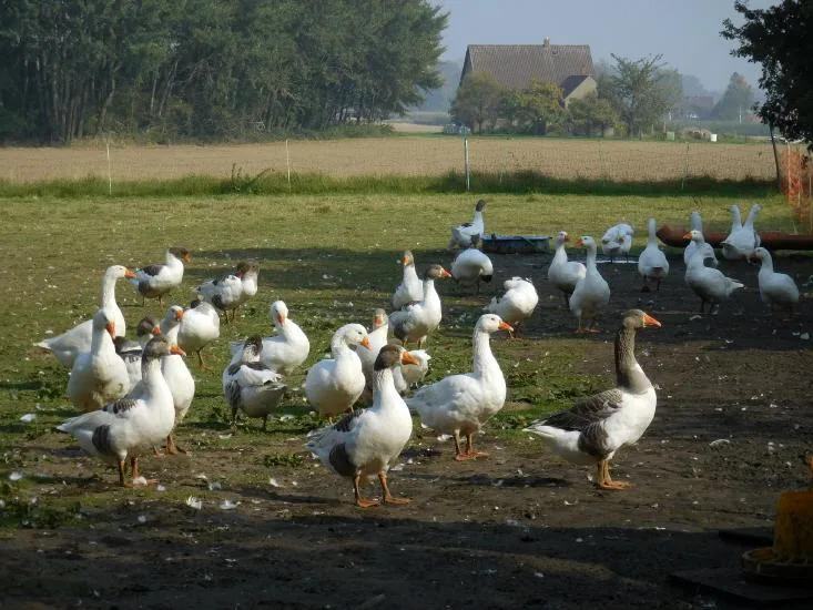 Gänseherde auf dem Auslauf am Feldrand