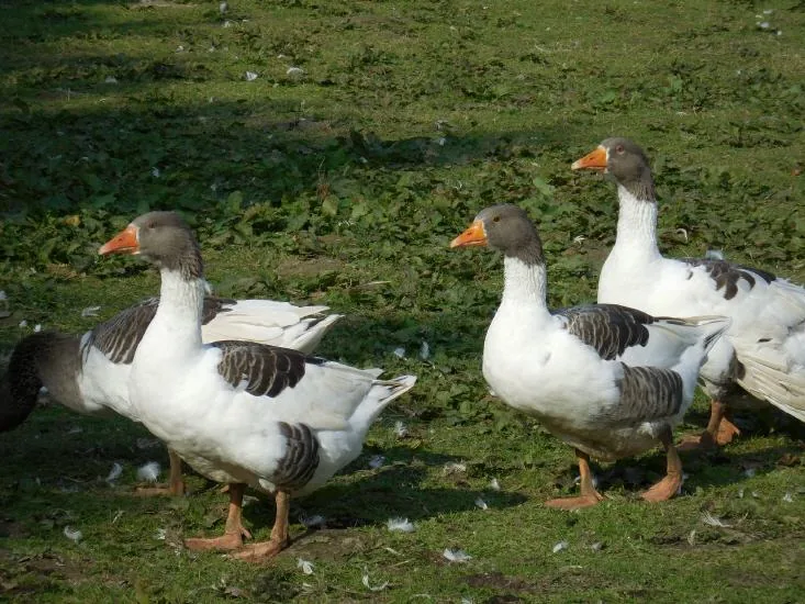 Graue und weiße Gänse auf der Wiese
