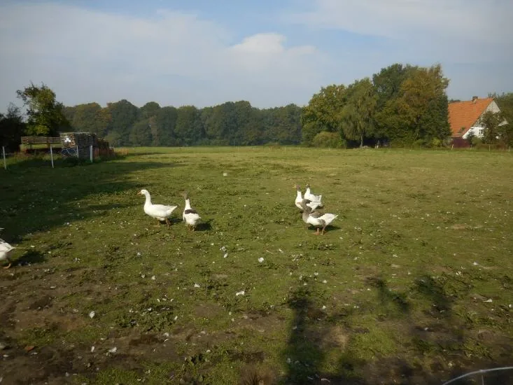 Weite Weide mit Blick auf den Hof