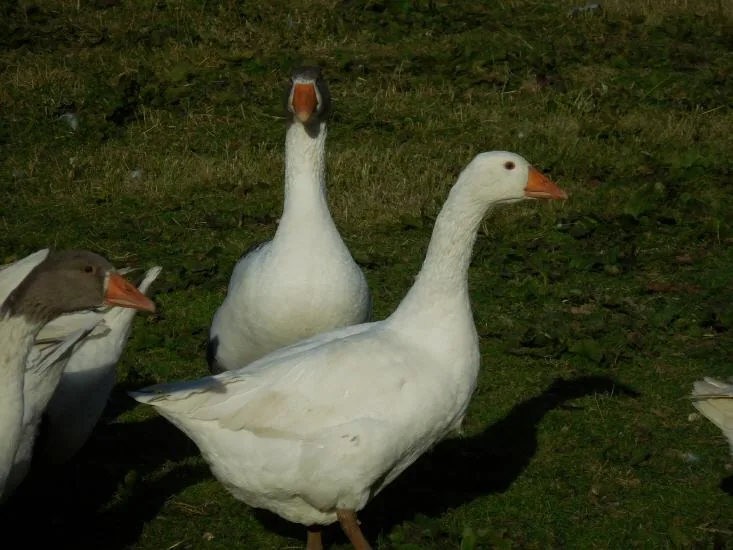 Zwei weiße Gänse aus der Nähe